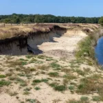 Het Goois Natuurreservaat: op de bres voor de klokjesgentiaan en de oeverzwaluw