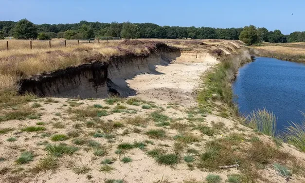 Het Goois Natuurreservaat: op de bres voor de klokjesgentiaan en de oeverzwaluw