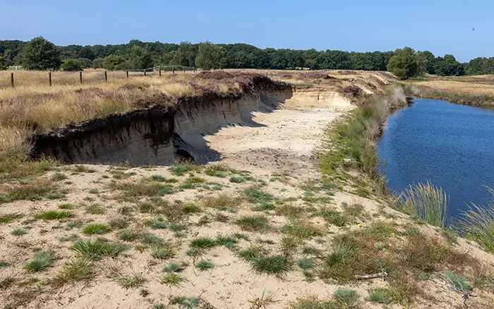 Het Goois Natuurreservaat: op de bres voor de klokjesgentiaan en de oeverzwaluw