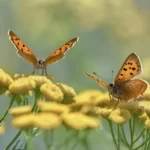 Biodiversiteit in je eigen omgeving