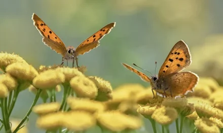 Biodiversiteit in je eigen omgeving