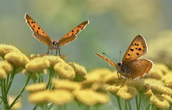 Biodiversiteit in je eigen omgeving