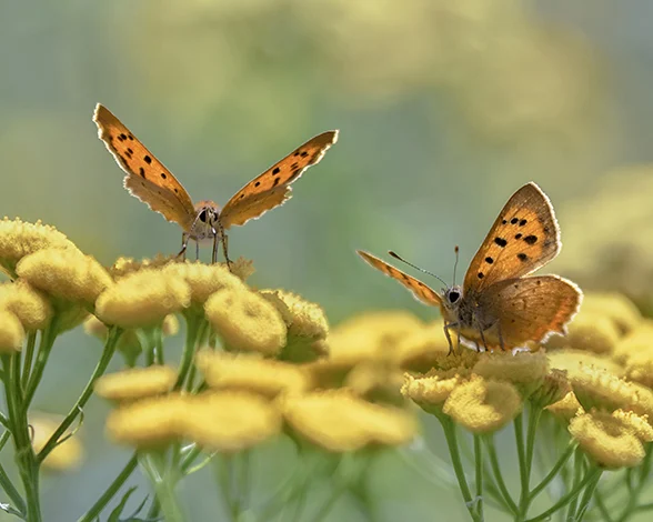 Biodiversiteit in je eigen omgeving