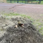 Wie is de Mol?