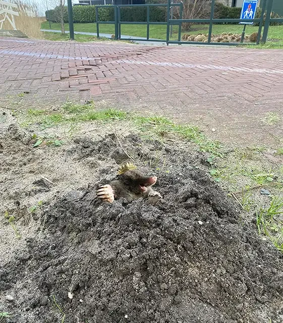 Wie is de Mol?