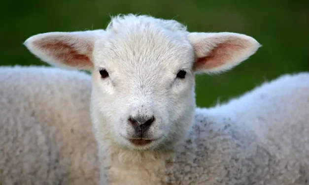 Lammetjes geboren en er komen er nog meer!