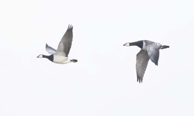 10-16 mei Nationale Vogelweek: vaarwel ganzen, welkom weidevogels