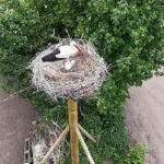 Jonge ooievaars