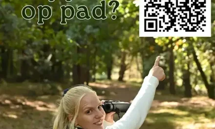 Herfst op de hei: een paddenstoelenparadijs