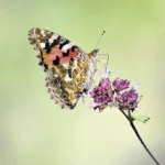 Het gaat slecht met de vlinders, helpt u mee Blaricum vlindervriendelijk te maken?