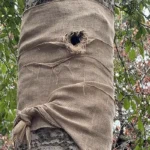 De trouwe specht en zijn boom