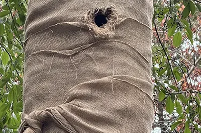 De trouwe specht en zijn boom