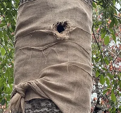 De trouwe specht en zijn boom