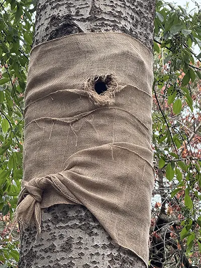 De trouwe specht en zijn boom