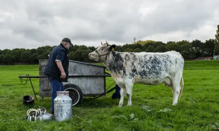 Het verhaal van Rozelientje