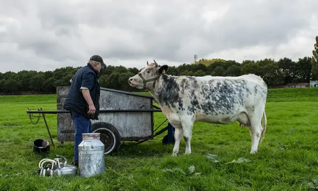 Het verhaal van Rozelientje