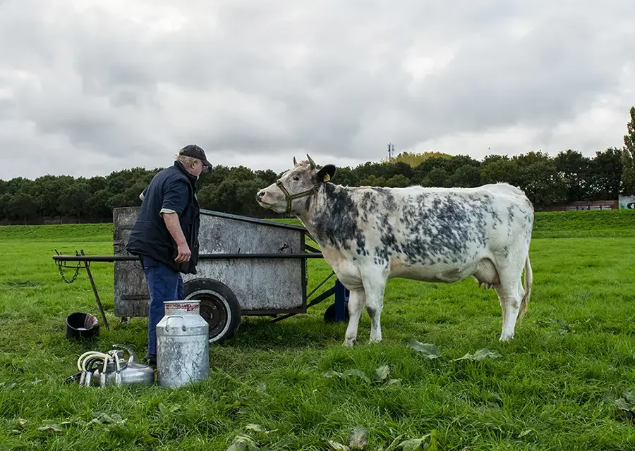 Het verhaal van Rozelientje
