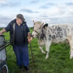 Henk Vos en Rozelientje, de enige melkkoe van Blaricum