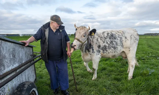 Henk Vos en Rozelientje, de enige melkkoe van Blaricum