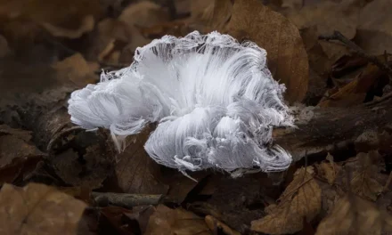 IJshaar, een bijzonder fenomeen