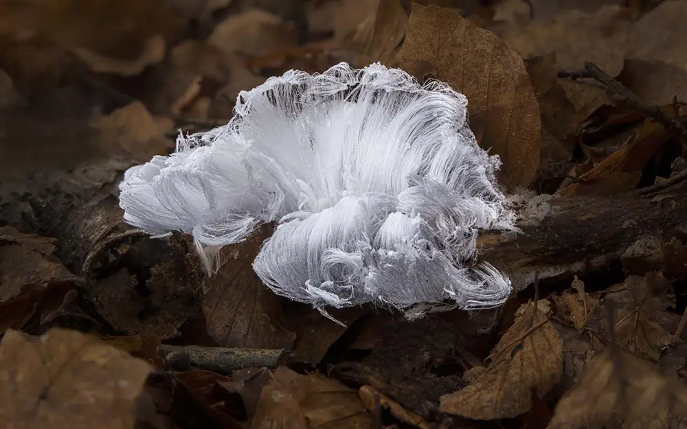 IJshaar, een bijzonder fenomeen