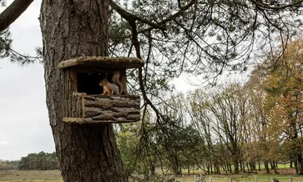 Huisje Boompje Beestje