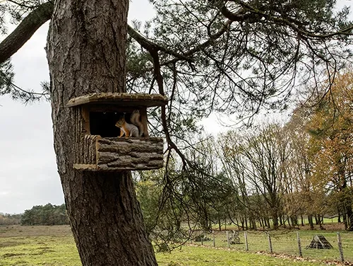Huisje Boompje Beestje