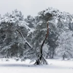Blaricum in winterse sferen