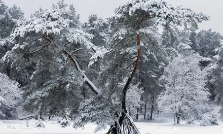 Blaricum in winterse sferen