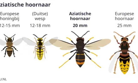 Speur mee naar de Aziatische hoornaar (AZH)