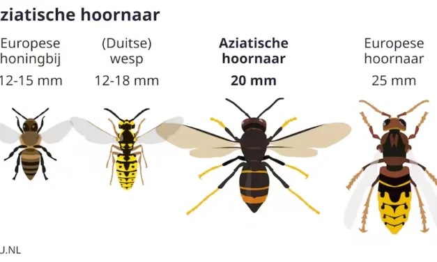 Speur mee naar de Aziatische hoornaar (AZH)