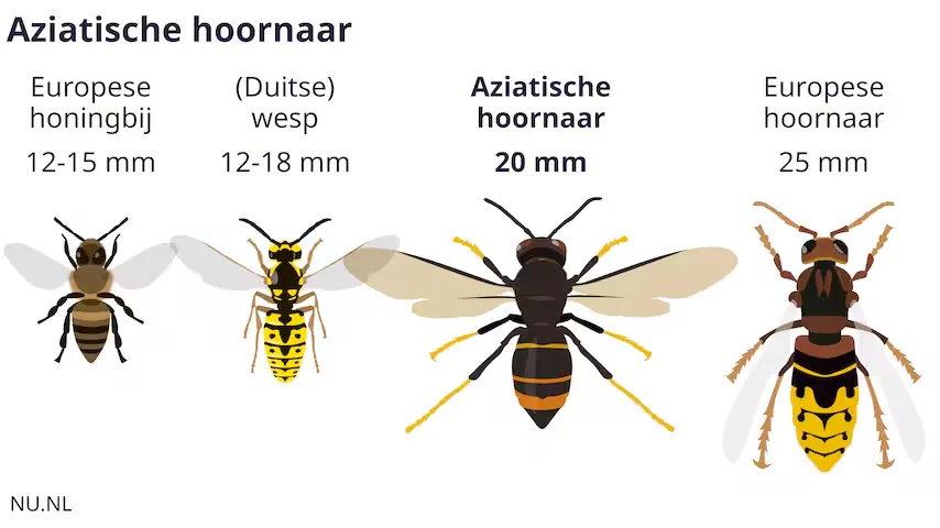 Speur mee naar de Aziatische hoornaar (AZH)