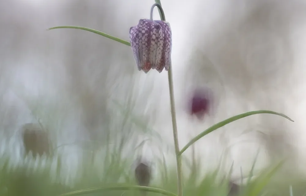 Blaricum Buiten Stinzenplanten