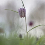 Blaricum Buiten Stinzenplanten