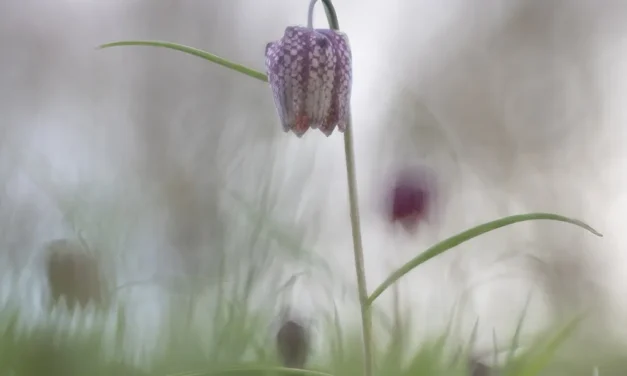 Blaricum Buiten Stinzenplanten