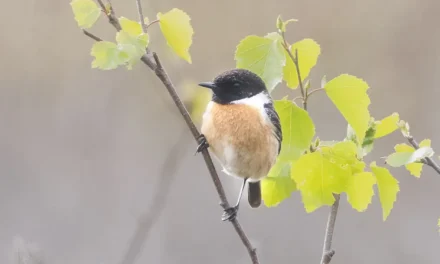 22 mei – Dag van de Biodiversiteit