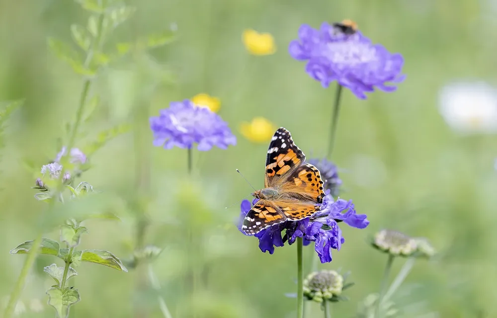 Invasie van distelvlinders in Blaricum