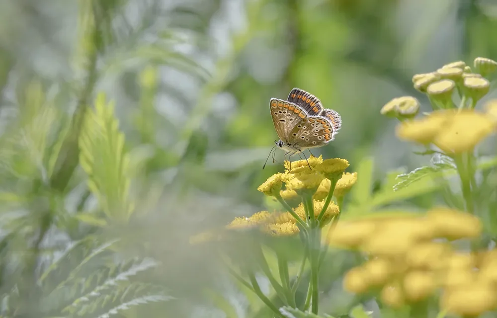 BEL Biodiversiteitavond met ecologische hovenier
