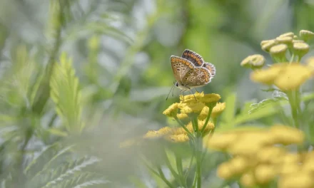 BEL Biodiversiteitavond met ecologische hovenier